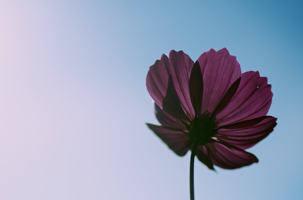 秋桜