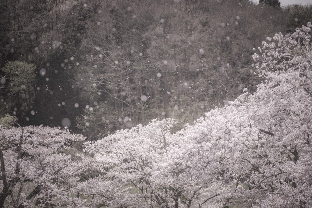 4月の雪