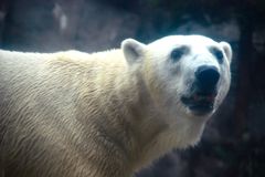 悪いコはおらんかー。