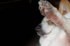 だからマジ撮んなって 怒