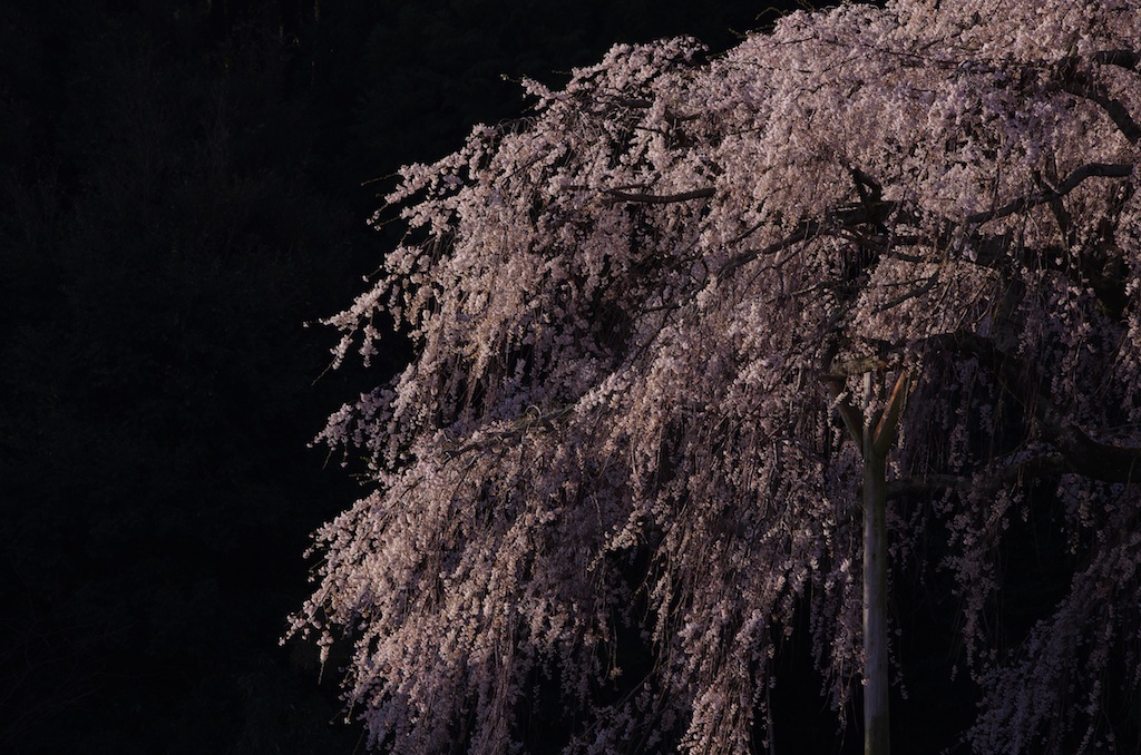 奥山田のしだれ桜