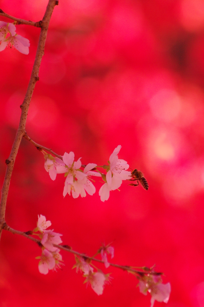 紅白