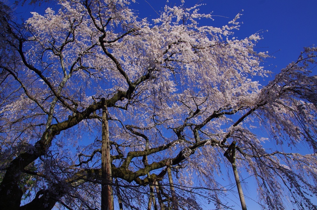 しだれ桜