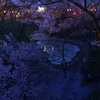 夜桜