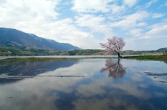 A cherry blossom on the lake