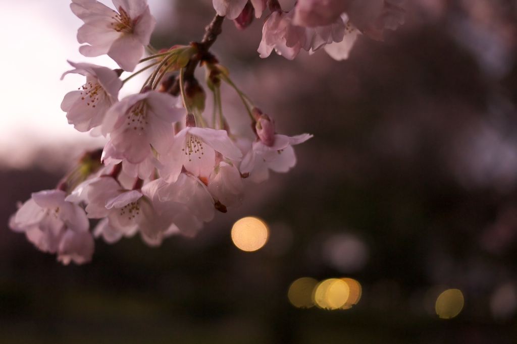 夜桜