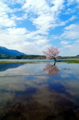 湖上の桜