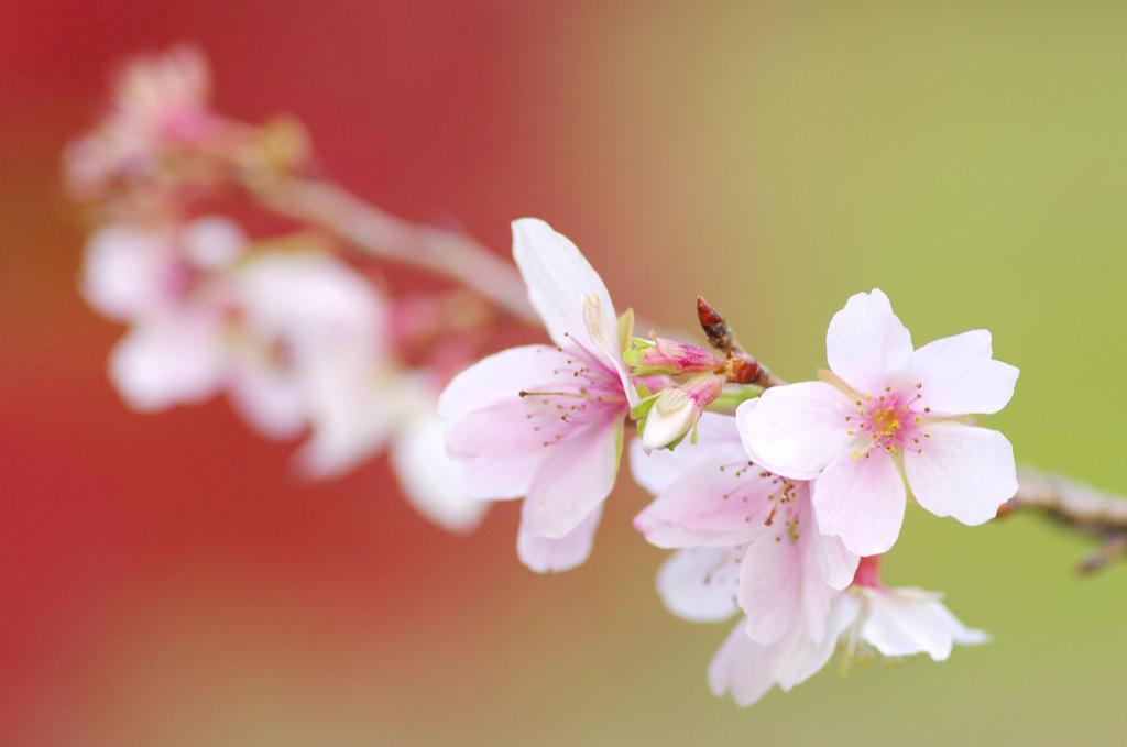 晩秋に桜