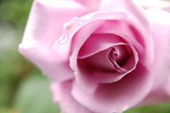 薔薇の中へ