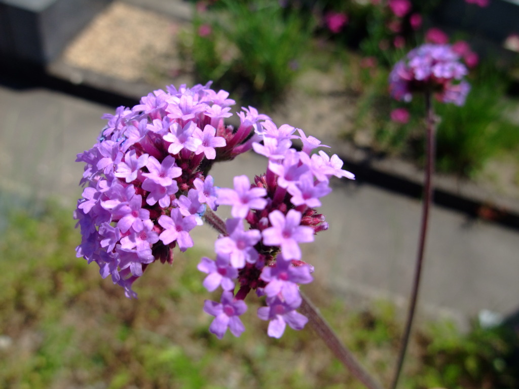 春の花