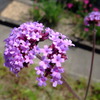 春の花