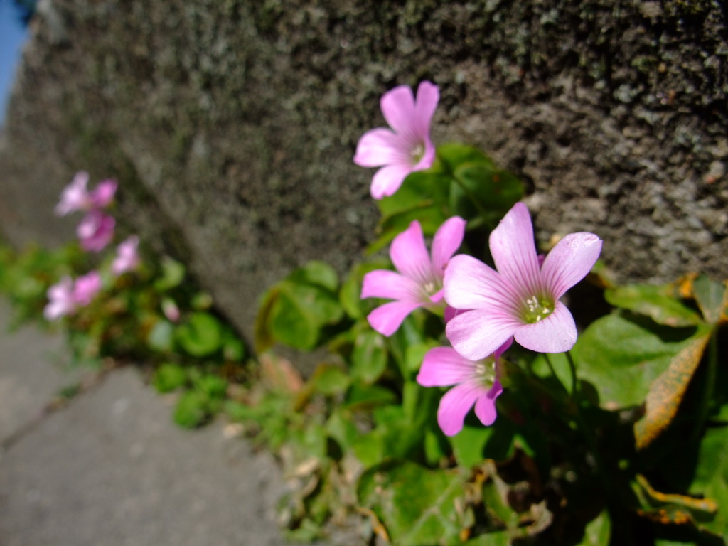 春の花