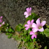 春の花