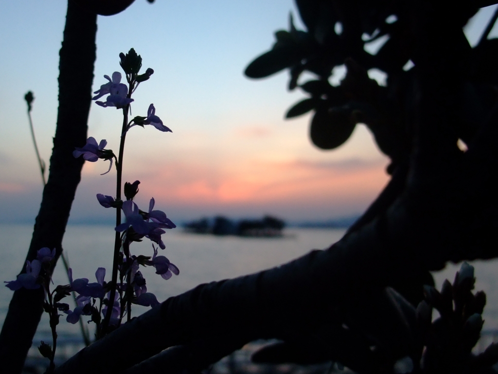 夕日に八雲立つ