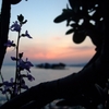 夕日に八雲立つ
