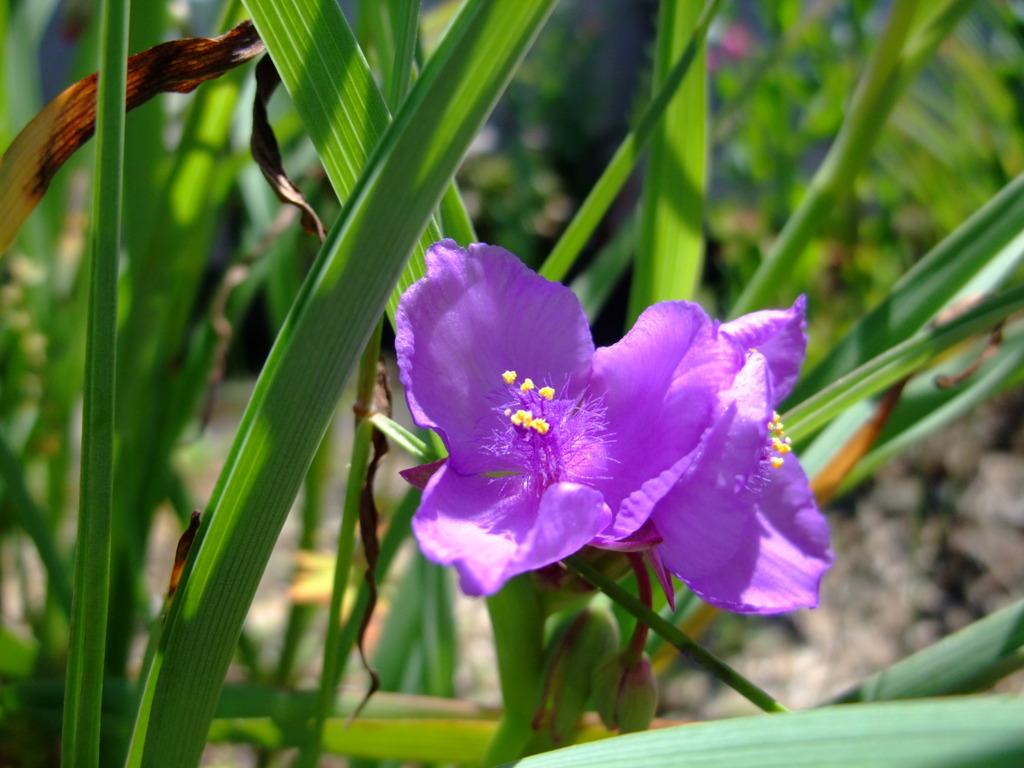 春の花