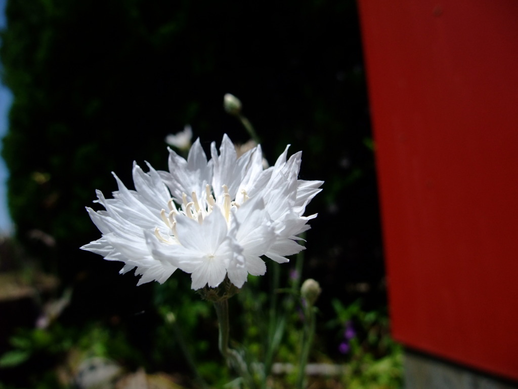 春の花
