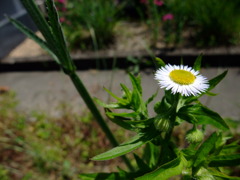 春の花