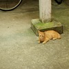 古市ねこ