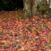 紅葉　１０