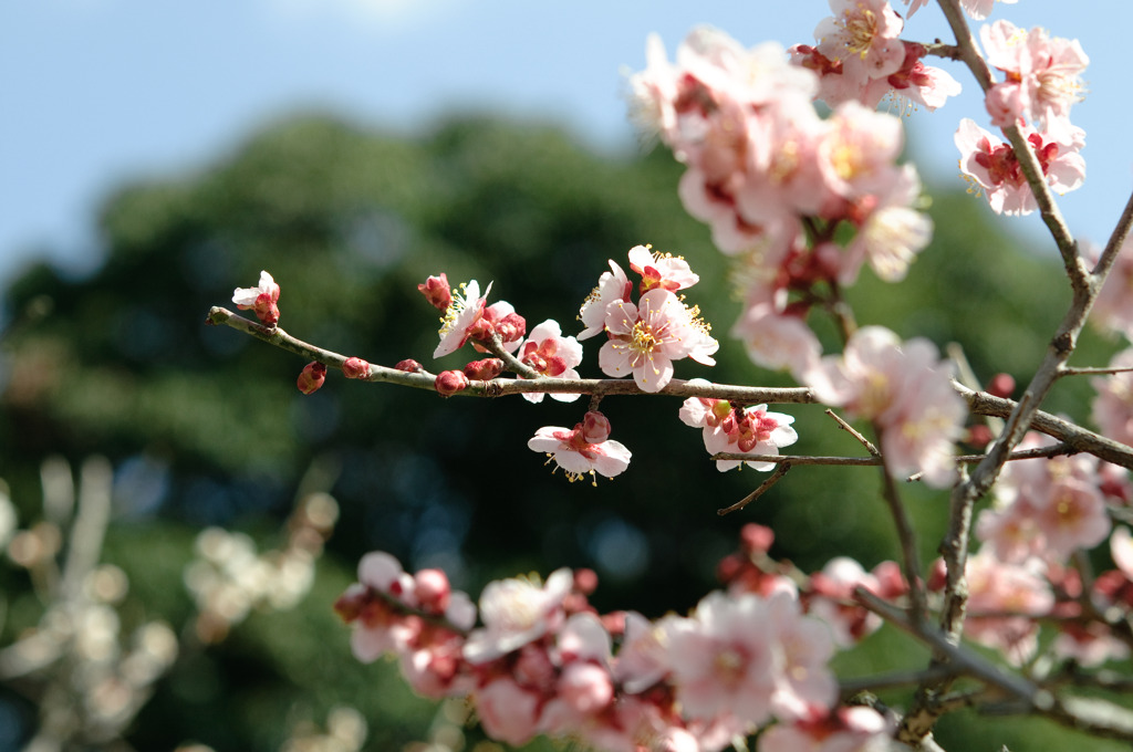 梅咲く