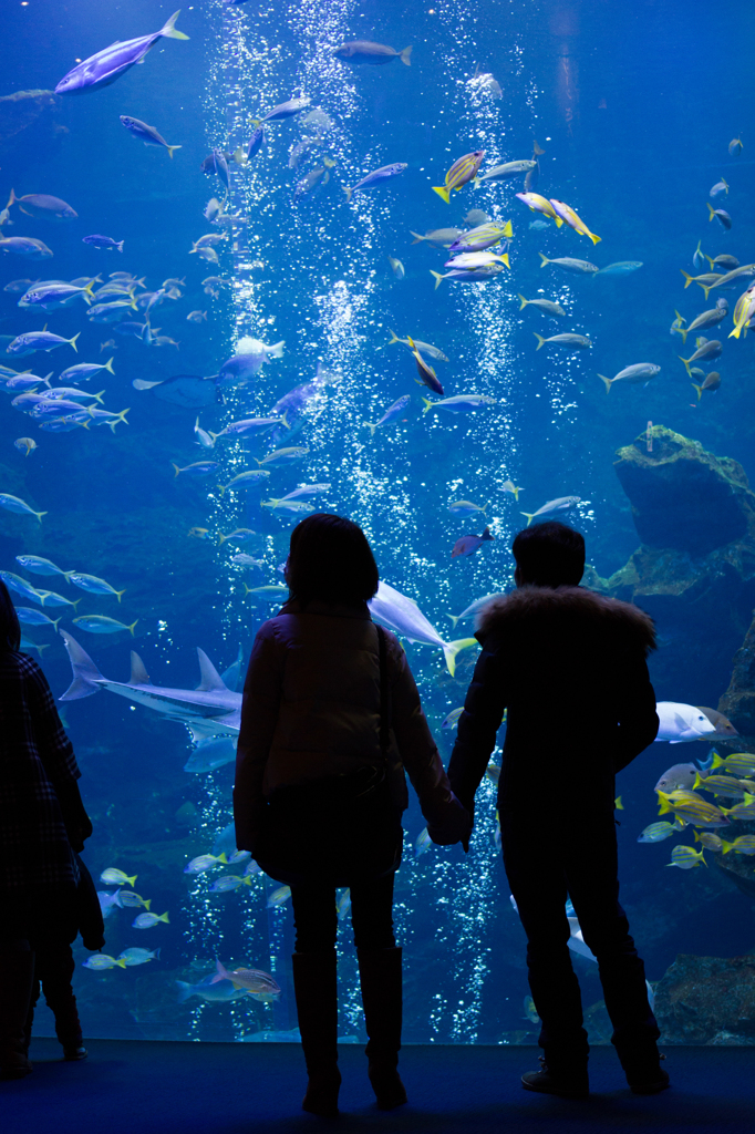 京都水族館1