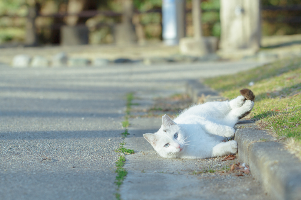 ごろん