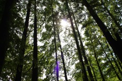 木漏れ日