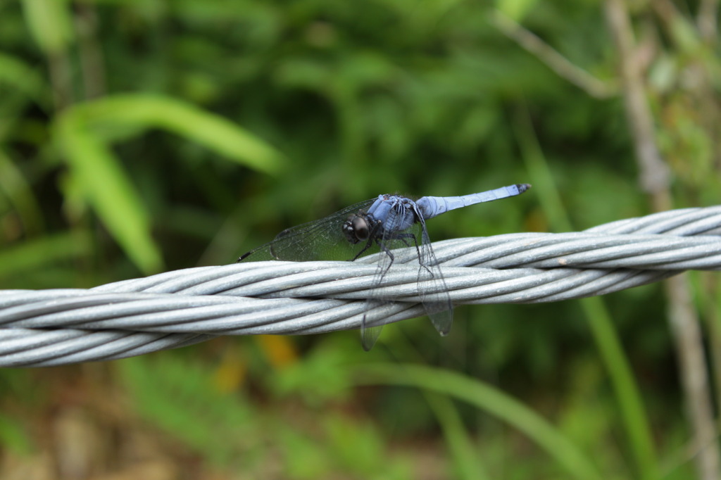 シオカラトンボ