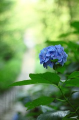 まだあじさいが！