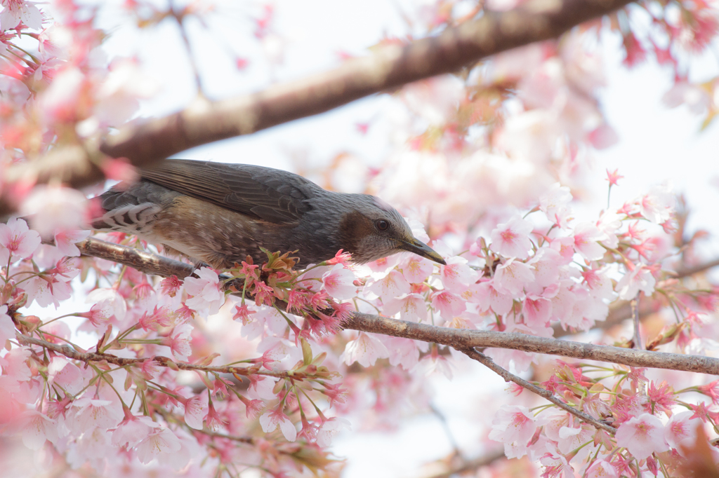 蜂須賀桜と鳥2