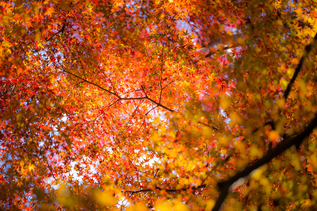 瑞巌寺-紅葉