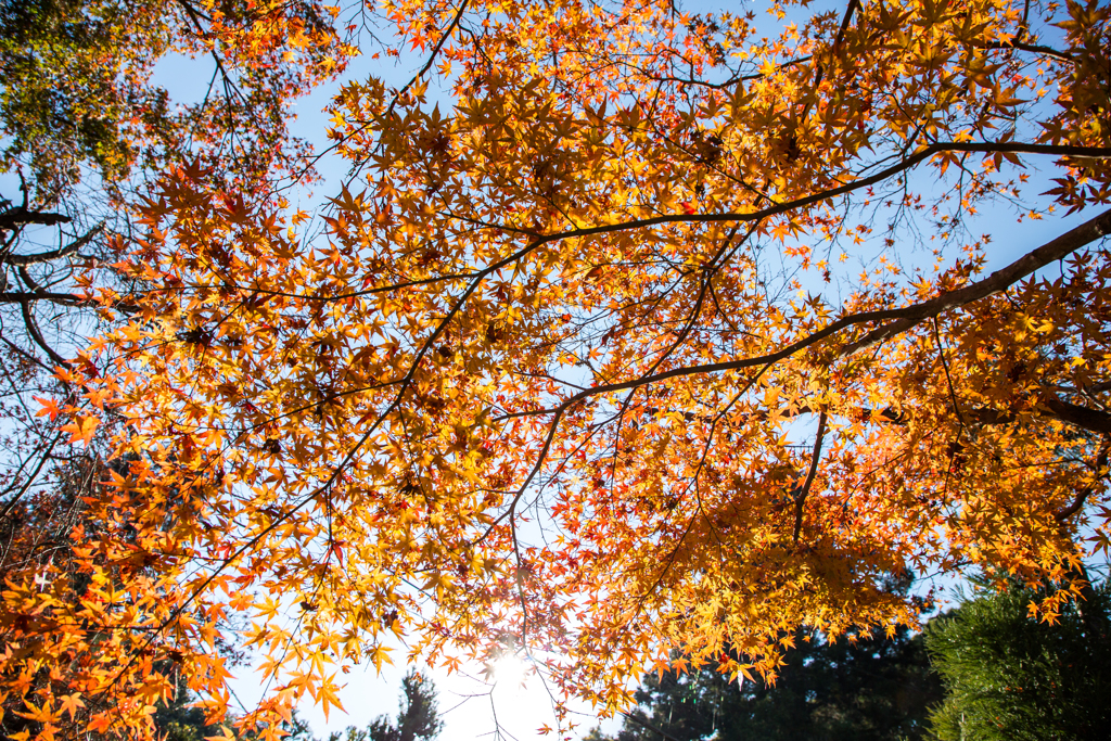 瑞巌寺-紅葉