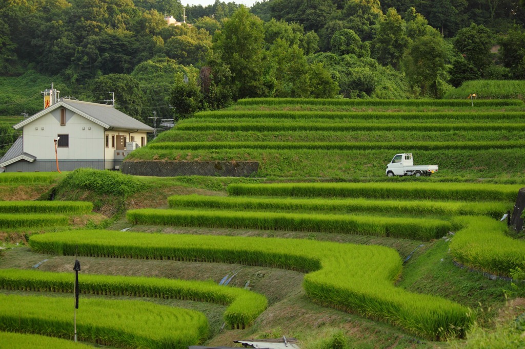 棚田