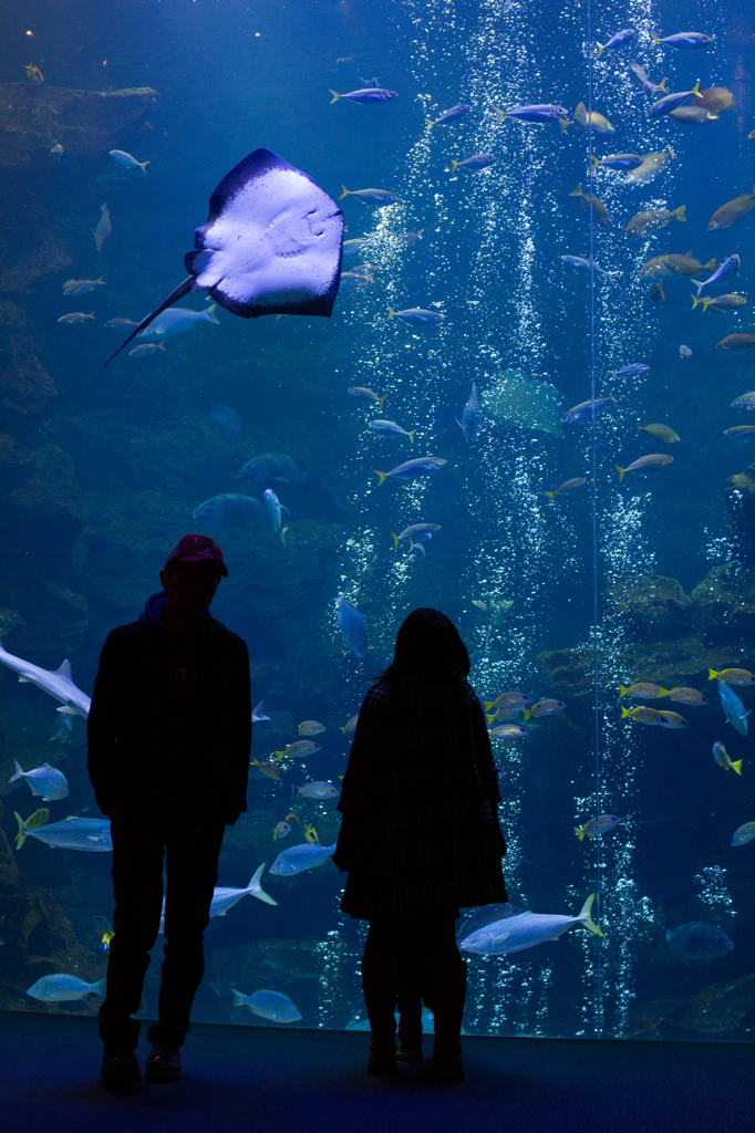 京都水族館2