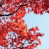 紅葉　１