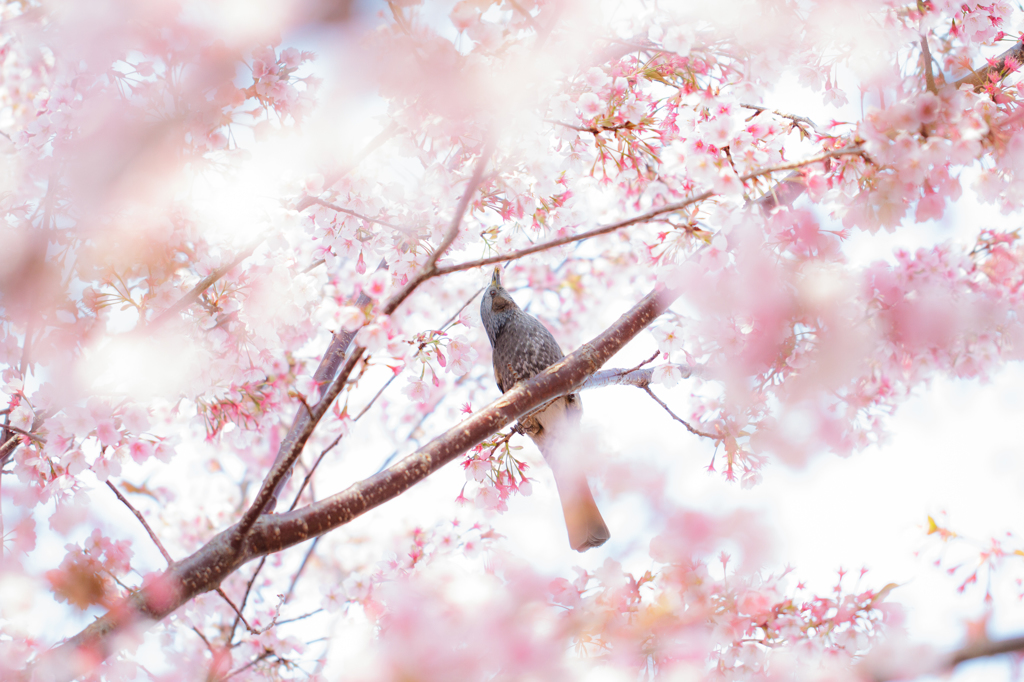 蜂須賀桜と鳥3