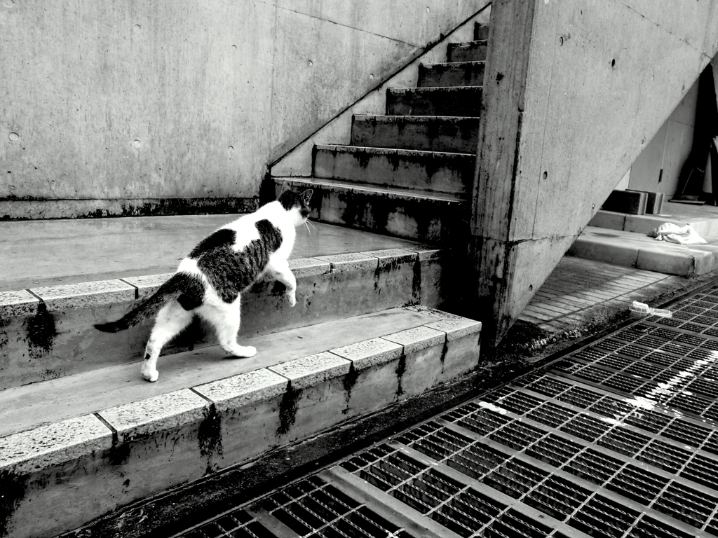 芸ねこ