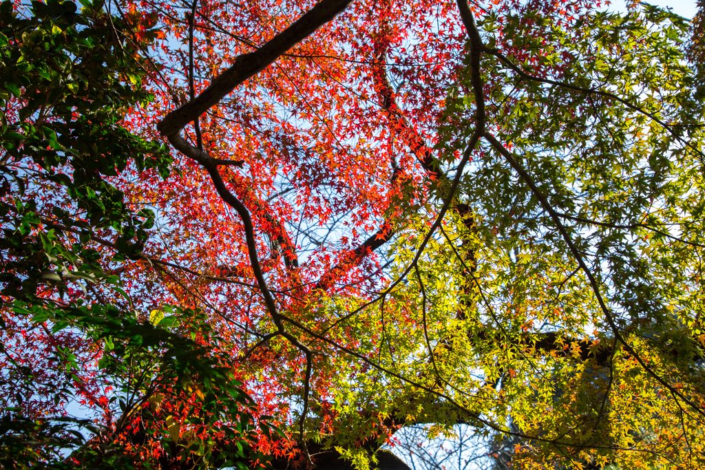 瑞巌寺-紅葉