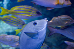 京都水族館3