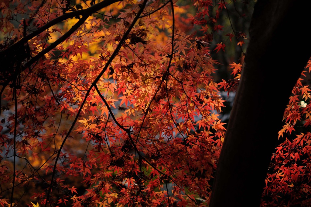 紅葉　４