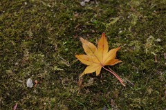 葉っぱ