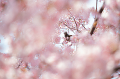 蜂須賀桜と鳥