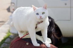 IMG_1061