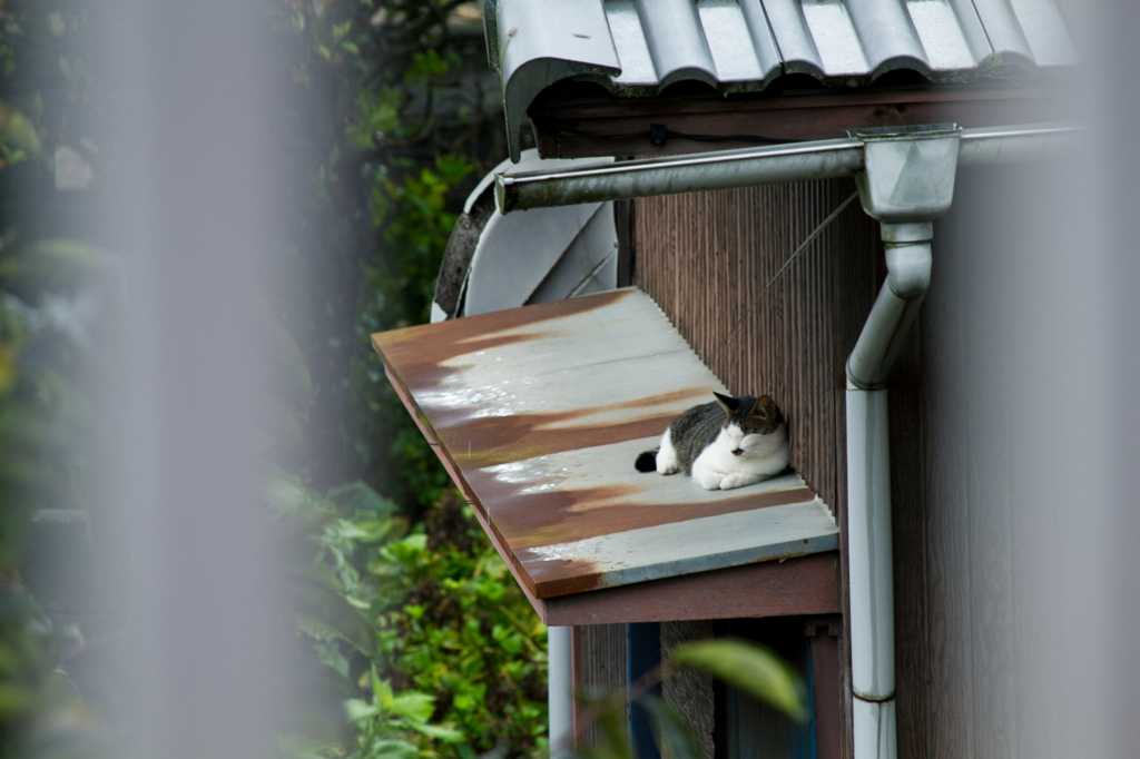 雨宿り