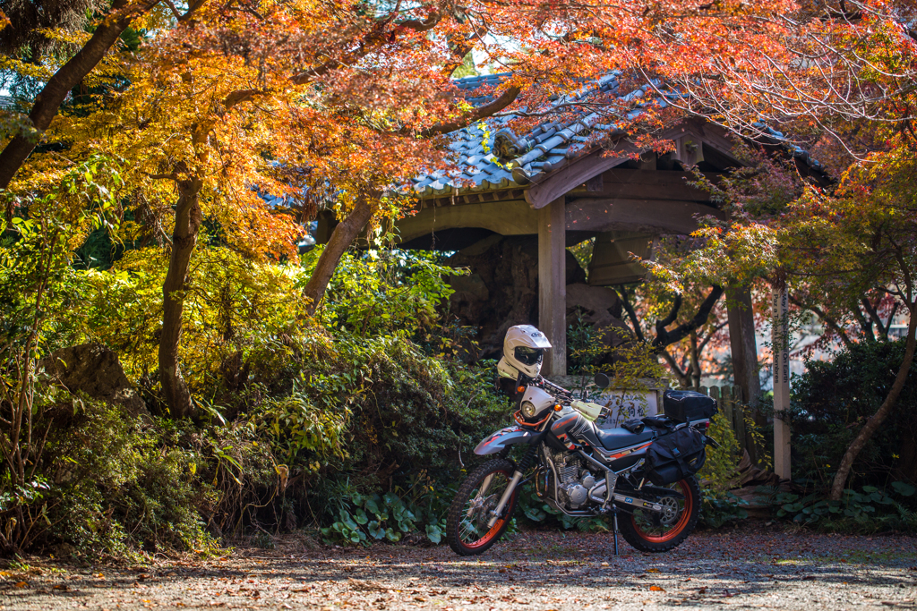 瑞巌寺-紅葉