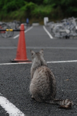 芸ねこ　2