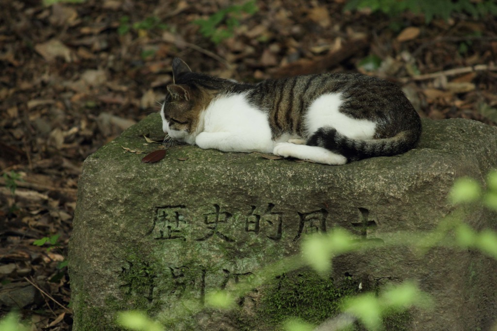 歴史的ねこ