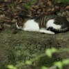 歴史的ねこ