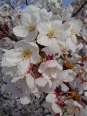 桜